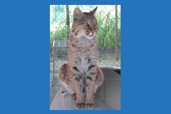 Donation from Brightway, The Lunte Family Agency covers care for Isaac, the bobcat, for a year